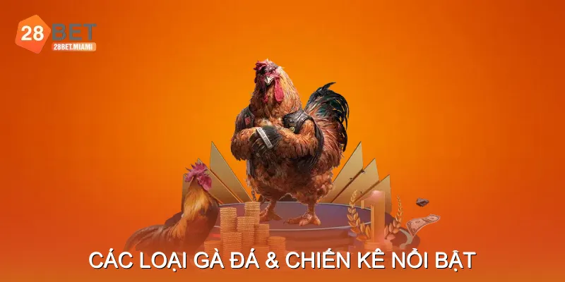 Các Loại Gà Đá & Chiến Kê Nổi Bật