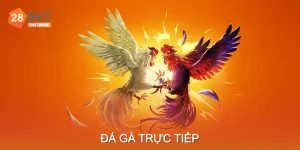 Hướng dẫn xem đá gà trực tiếp online