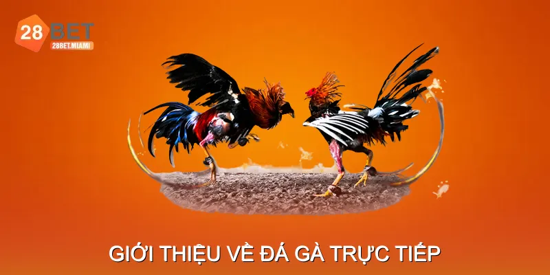 Giới thiệu về đá gà trực tiếp