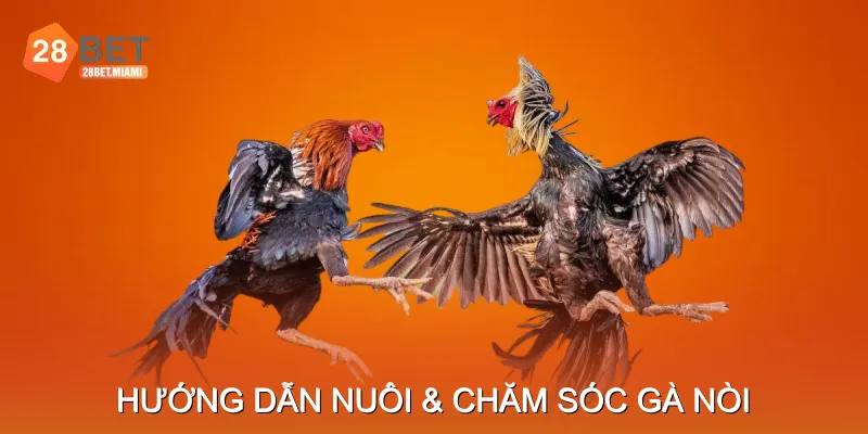 Hướng Dẫn Nuôi & Chăm Sóc Gà Nòi