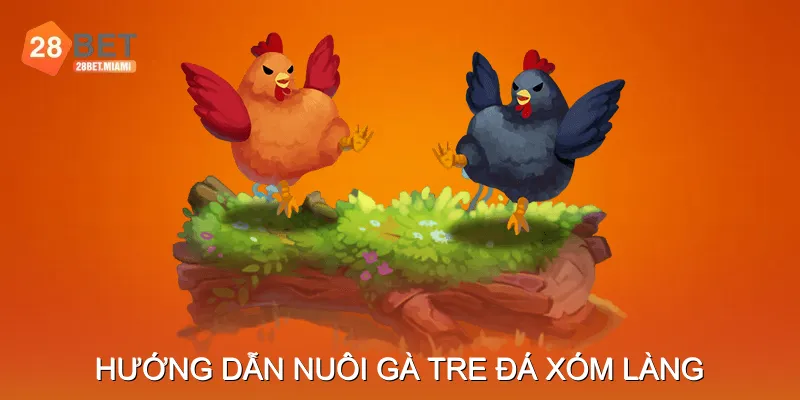 Hướng Dẫn Nuôi Gà Tre Đá Xóm Làng