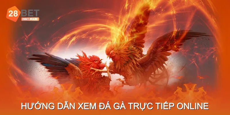 Hướng dẫn xem đá gà trực tiếp online