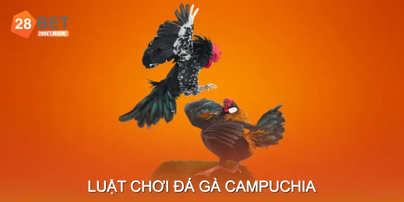 Luật Chơi Đá Gà Campuchia